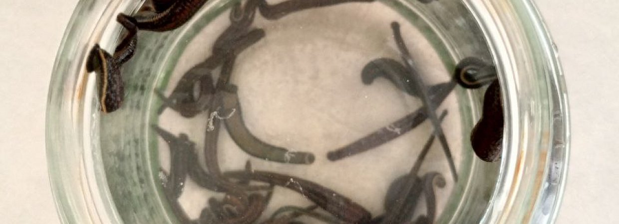 Секрет пиявки в её секрете